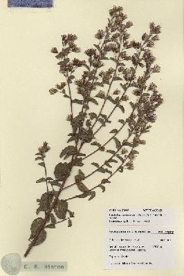 URN_catalog_HBHinton_herbarium_27888.jpg.jpg