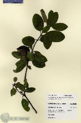 URN_catalog_HBHinton_herbarium_27936.jpg.jpg