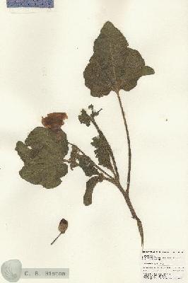 URN_catalog_HBHinton_herbarium_24728.jpg.jpg