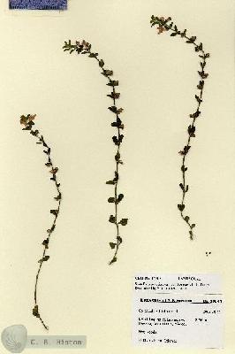 URN_catalog_HBHinton_herbarium_27940.jpg.jpg