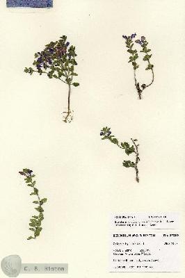 URN_catalog_HBHinton_herbarium_27989.jpg.jpg