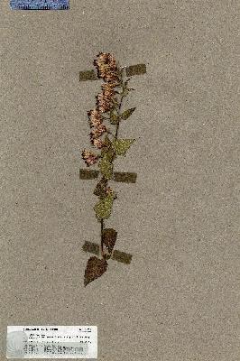 URN_catalog_HBHinton_herbarium_19820.jpg.jpg