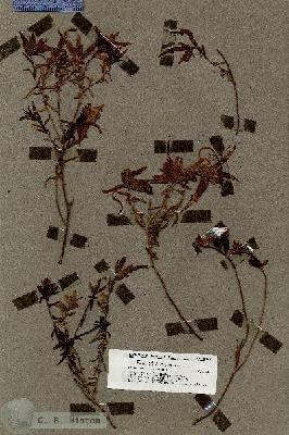 URN_catalog_HBHinton_herbarium_19824.jpg.jpg