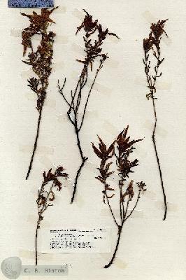 URN_catalog_HBHinton_herbarium_19894.jpg.jpg