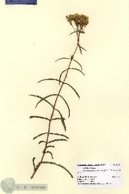 URN_catalog_HBHinton_herbarium_1452.jpg.jpg