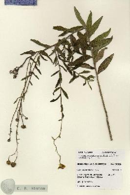 URN_catalog_HBHinton_herbarium_28008.jpg.jpg
