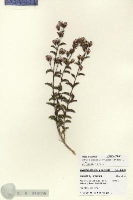 URN_catalog_HBHinton_herbarium_28024.jpg.jpg