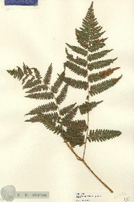 URN_catalog_HBHinton_herbarium_22135.jpg.jpg