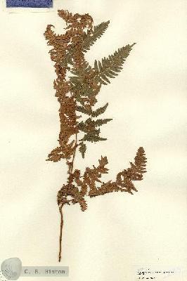 URN_catalog_HBHinton_herbarium_22135-3.jpg.jpg