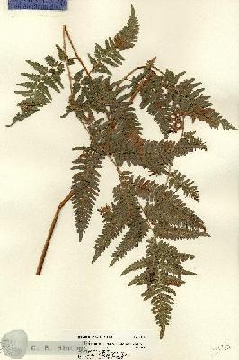 URN_catalog_HBHinton_herbarium_22135-4.jpg.jpg