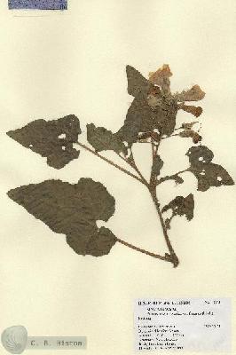 URN_catalog_HBHinton_herbarium_19981.jpg.jpg
