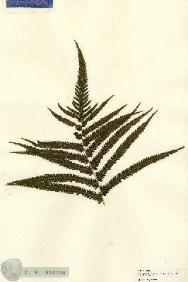 URN_catalog_HBHinton_herbarium_22200-2.jpg.jpg