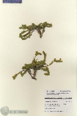 URN_catalog_HBHinton_herbarium_28029.jpg.jpg