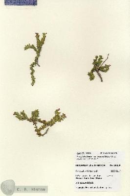 URN_catalog_HBHinton_herbarium_28030.jpg.jpg