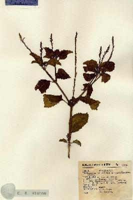URN_catalog_HBHinton_herbarium_12998.jpg.jpg