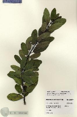URN_catalog_HBHinton_herbarium_28067.jpg.jpg