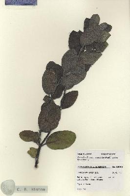 URN_catalog_HBHinton_herbarium_28089.jpg.jpg