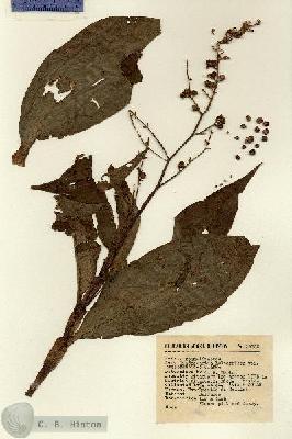 URN_catalog_HBHinton_herbarium_13139.jpg.jpg