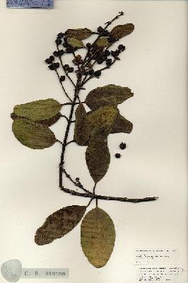 URN_catalog_HBHinton_herbarium_24902.jpg.jpg