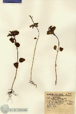 URN_catalog_HBHinton_herbarium_1152.jpg.jpg