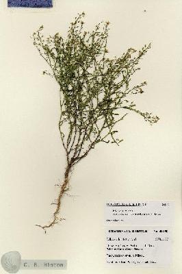 URN_catalog_HBHinton_herbarium_28146.jpg.jpg