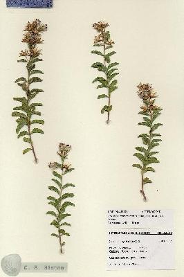 URN_catalog_HBHinton_herbarium_28229.jpg.jpg