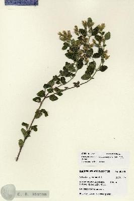 URN_catalog_HBHinton_herbarium_28187.jpg.jpg