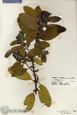 URN_catalog_HBHinton_herbarium_20139.jpg.jpg