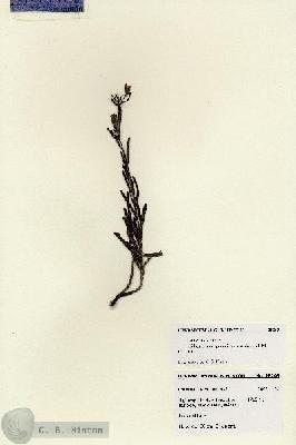 URN_catalog_HBHinton_herbarium_28203.jpg.jpg