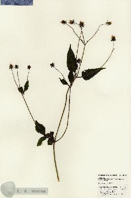 URN_catalog_HBHinton_herbarium_25015.jpg.jpg