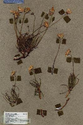 URN_catalog_HBHinton_herbarium_17763.jpg.jpg