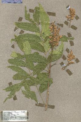 URN_catalog_HBHinton_herbarium_17784.jpg.jpg