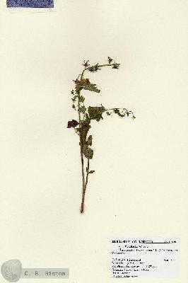 URN_catalog_HBHinton_herbarium_17808.jpg.jpg
