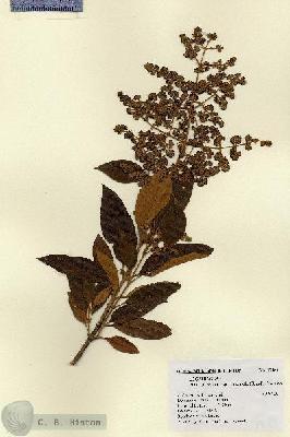 URN_catalog_HBHinton_herbarium_17186.jpg.jpg