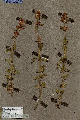 URN_catalog_HBHinton_herbarium_17206.jpg.jpg