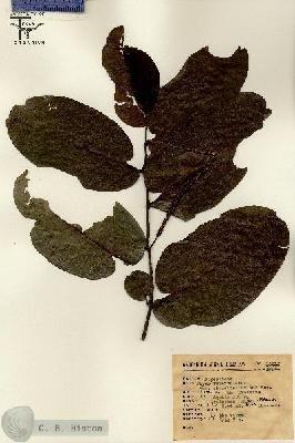 URN_catalog_HBHinton_herbarium_16015.jpg.jpg