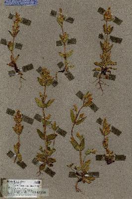 URN_catalog_HBHinton_herbarium_17244.jpg.jpg
