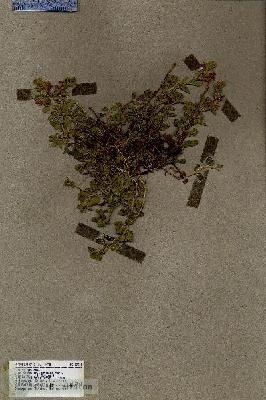 URN_catalog_HBHinton_herbarium_17011.jpg.jpg