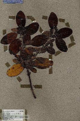URN_catalog_HBHinton_herbarium_17281.jpg.jpg
