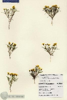 URN_catalog_HBHinton_herbarium_28491.jpg.jpg