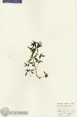 URN_catalog_HBHinton_herbarium_25467.jpg.jpg