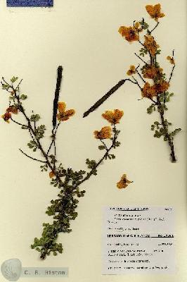 URN_catalog_HBHinton_herbarium_28652.jpg.jpg