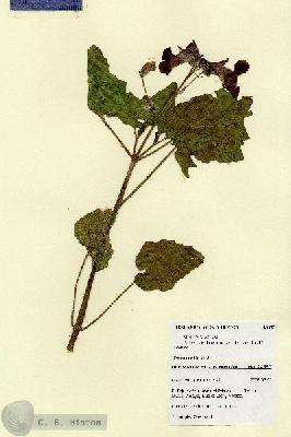 URN_catalog_HBHinton_herbarium_28657.jpg.jpg