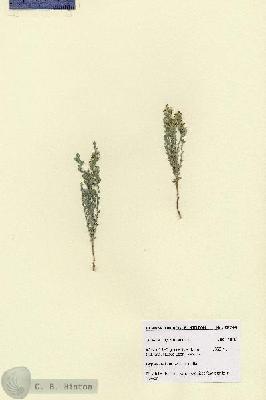 URN_catalog_HBHinton_herbarium_28744.jpg.jpg