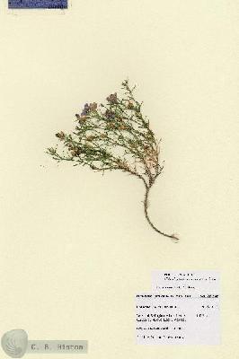 URN_catalog_HBHinton_herbarium_28746.jpg.jpg