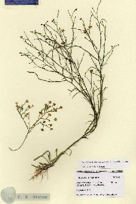 URN_catalog_HBHinton_herbarium_28762.jpg.jpg