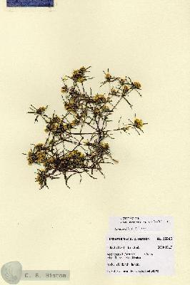 URN_catalog_HBHinton_herbarium_28766.jpg.jpg